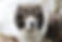 Caucasian Shepherd - Senior