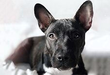French Bull Terrier