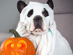 a dog dressed up as a ghost