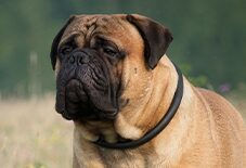Bullmastiff Senior