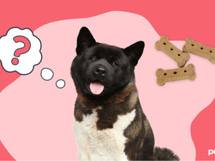 dog thinking about teats