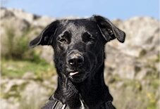 Labrador Malinois