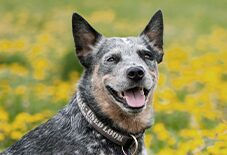 Australian Cattle Dog Senior