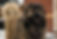Caucasian Mountain Dog