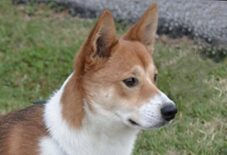 Akita Basenji