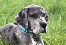 German Mastiff