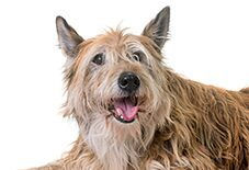Berger Picard Puppy