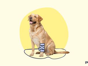 golden dog with a bandage