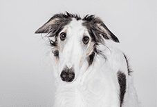 Borzoi Adult