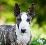 Black Brindle