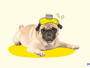 small ill pug