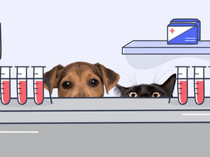 dog and cat with vials of blood