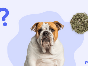 confused dog with catnip