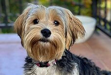 Yorkie Bichon