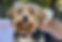 Yorkie Bichon