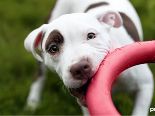 dog with a red chew toy