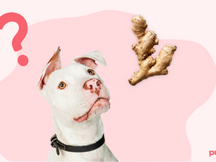dog looking at ginger