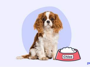 dog with a red food bowl called Chloe
