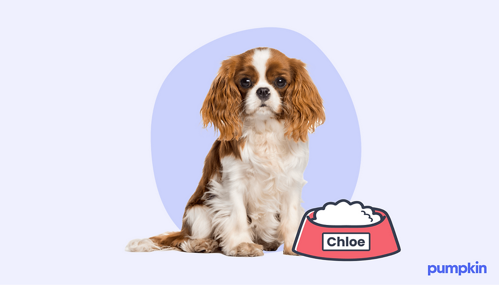 The 21 Best Human Names For Dogs