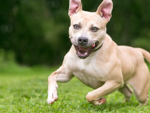 dog with the zoomies
