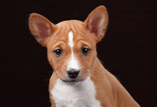 Basenji Puppy