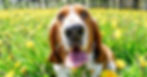 Basset Hound