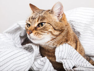 cat looking angry in a blanket