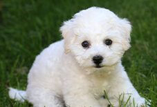Bichon Puppy