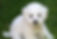 Bichon Puppy