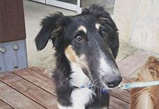 Borzoi Hound