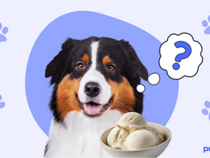 dog with a bowl of ice cream