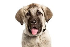Anatolian Puppy