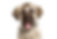 Anatolian Puppy