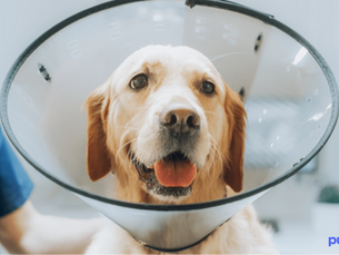 dog with cone on head