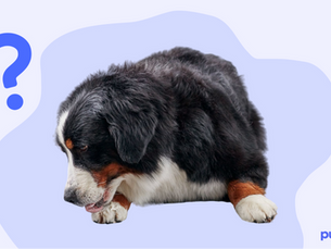 dog licking it paws