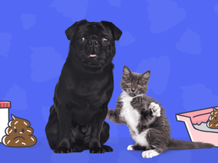 dog and cat looking shocked