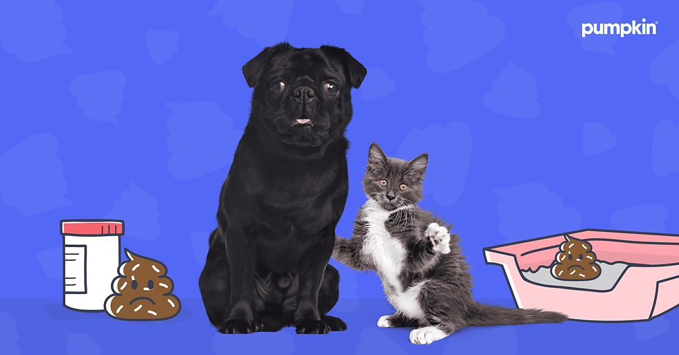 Does Pet Insurance Cover Fecal Exams?