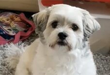 Bolo Tzu
