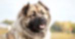 Caucasian Shepherd