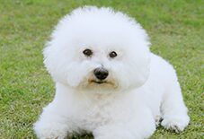 Bichon Adult