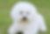 Bichon Adult