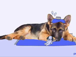 ill dog on a blue blanket