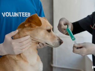 dog getting treatment from a vet