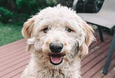 Bordoodle
