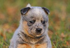 Australian Cattle Dog Puppy
