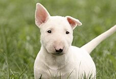 Bull Terrier Puppy