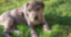 Spotted Great Dane puppy lying on lush, green grass, looking curious. 