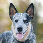 Blue Speckled