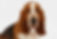 Basset Hound Senior
