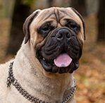 Bullmastiff Fawn